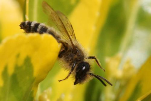 Andrena flavipes